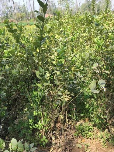 Full Sun Exposure Yellow Malta Lemon Plant For Fruits At Rs Plant