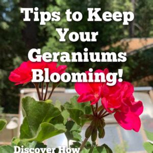 Best Tips To Keep Geraniums Blooming All Season Flower Patch Farmhouse