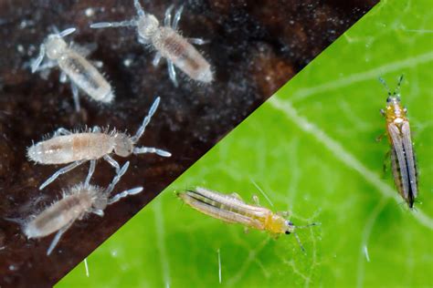 Springtail Vs Thrip Whats The Difference And How To Treat