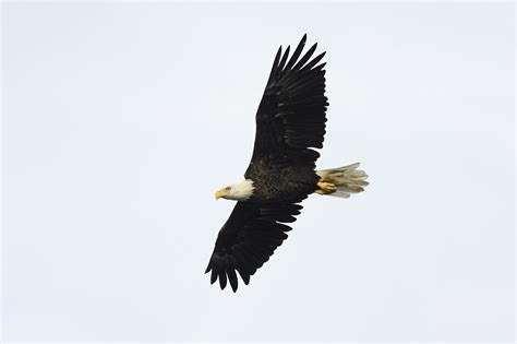 Maryland Biodiversity Project Bald Eagle Haliaeetus Leucocephalus