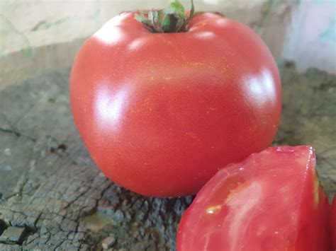 Tomate Zenaida Seminte Traditionale