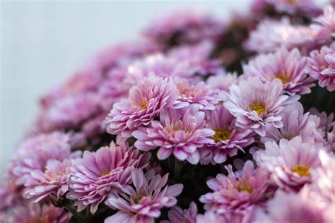 Kostenlose Bild Blüte Chrysantheme Botanischer Garten Strauß