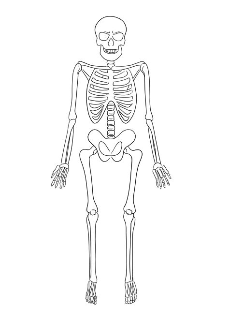 Gemakkelijke En Gratis Kleurplaat Van Skelet Om Af Te Drukken En Te