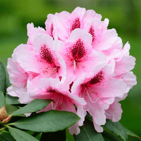 Rhododendron ‘holden’s Pink Flare’ Uncle John S Home And Garden