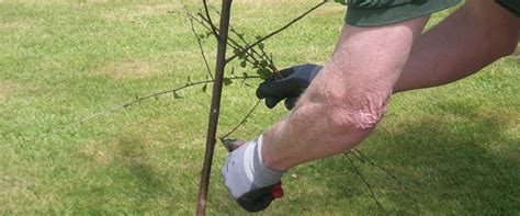 Derbyshire Tree Surgery Landscape Maintenance Services