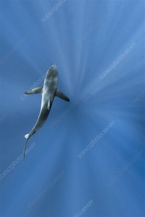 Silky shark - Stock Image - C048/1954 - Science Photo Library