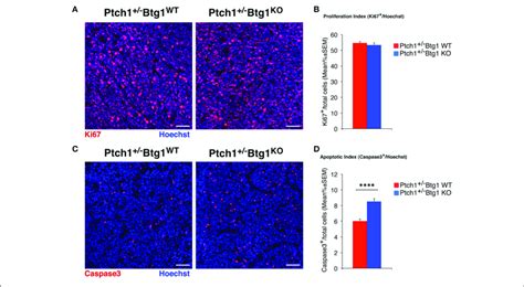 B Cell Translocation Gene Btg Ablation In Patched Heterozygous