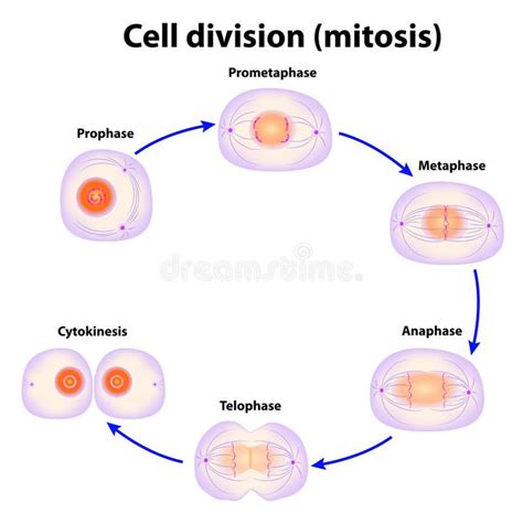 Cell division. Mitosis. Vector scheme , #affiliate, #division, #Cell, #Mitosis, #scheme, #Vector ...