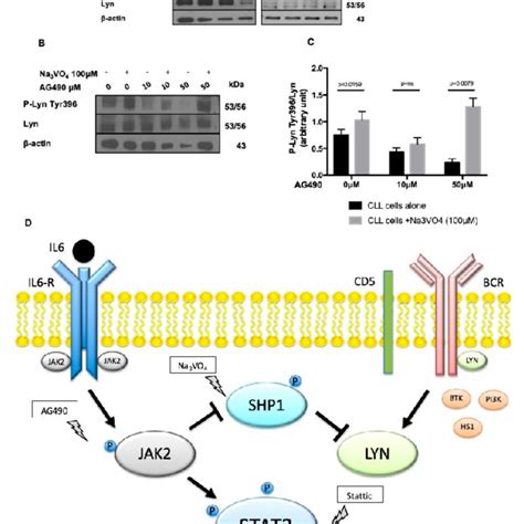 Pdf In Chronic Lymphocytic Leukemia The Jak2 Stat3 Pathway Is Constitutively Activated And Its