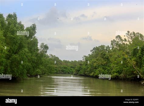 World Largest Mangrove Forest Sundarbans Famous For The Royal Bengal