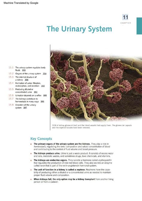 Solution Explicaci N El Sistema Urinario La Biolog A Humana Studypool