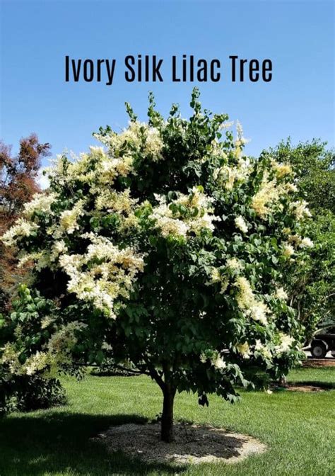 Plant Of The Week Ivory Silk Tree Lilac Grimm S Gardens