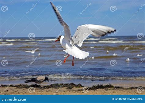 Beautiful Black Headed Seagull Flying Stock Photo Image Of Landscape