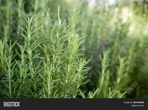 Fresh Rosemary Herb Image And Photo Free Trial Bigstock