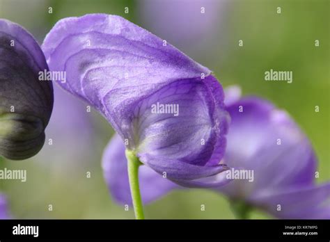 Aconitum napellus (Monkshood), an extremely poisonous plant, flowering ...