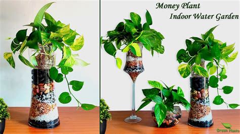 Money Plants Growing In Water For Money Plant Indoor Water Garden Ideas