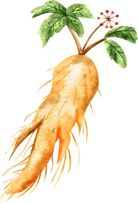 Free Acuarela Ginseng Vegetal 23322385 PNG With Transparent Background