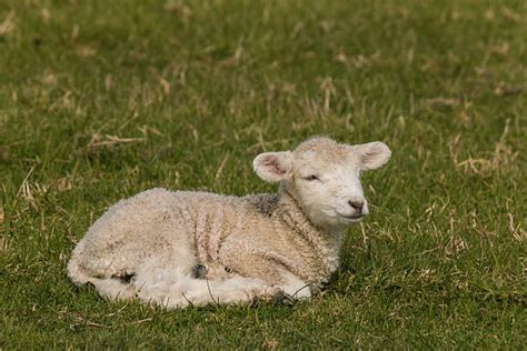 Lying Down Lamb Sheep Grass Stock Photos Pictures And Royalty Free