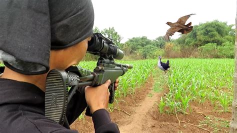 BERBURU BURUNG RUAK RUAK DAN TERKUKUR KETIKA KEBUN JAGUNG MENGHIJAU