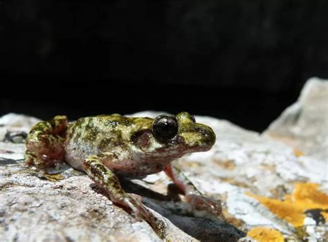 Mallorcan midwife toad | London Zoo