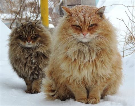 682 best Norwegian Forest Cats images on Pholder | Aww, Cats and ...