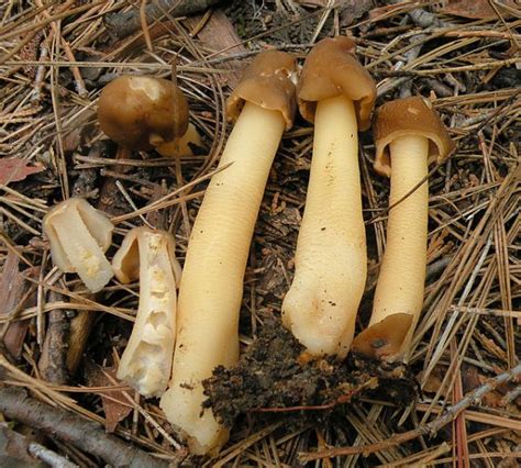 How To Find And Identify Morel Mushrooms Wild Foodism