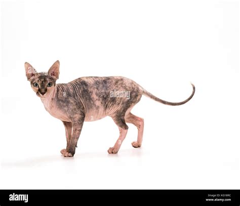 Tortoiseshell Sphynx Cat