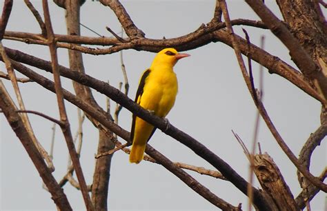 Indian Golden Oriole Bird Male Free Photo On Pixabay Pixabay