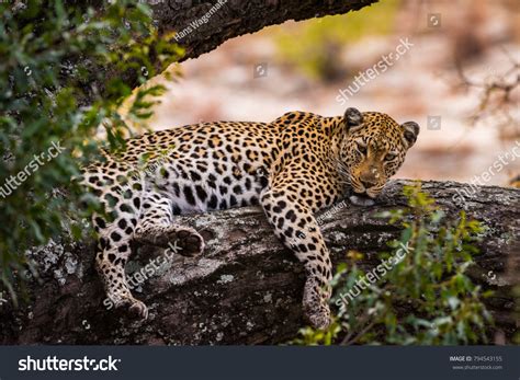 Leopard Lying On Large Tree Branch Stock Photo Edit Now