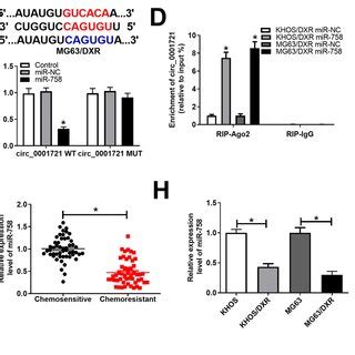 Circ 0001721 Was A Sponge Of MiR 758 A The Putative Binding Sites Of