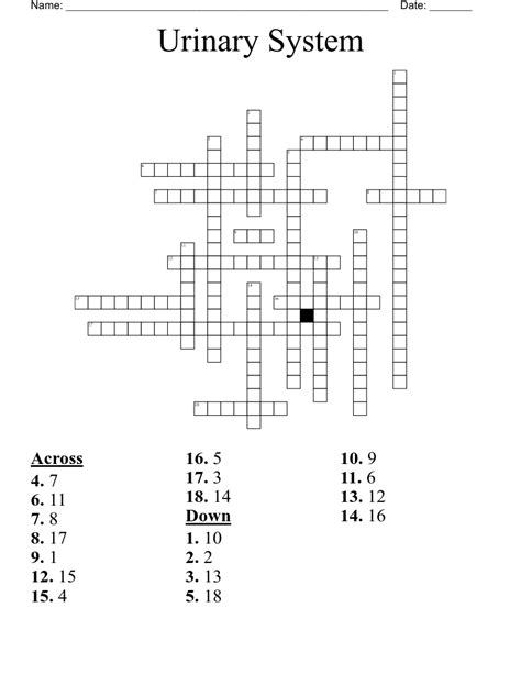 Urinary System Diagram Crossword