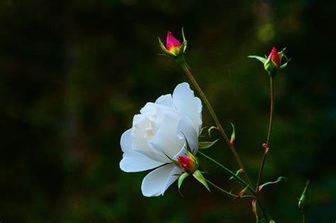 Wallpaper Sunlight Depth Of Field Pink Flowers Nature Red Branch