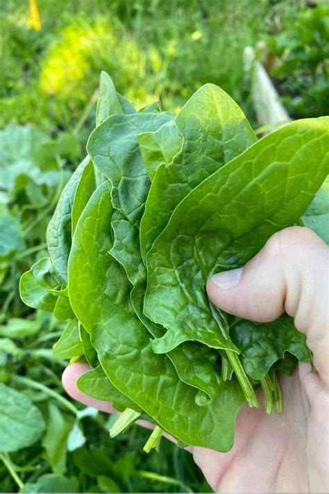 How To Harvest Spinach So It Keeps Growing Growfully