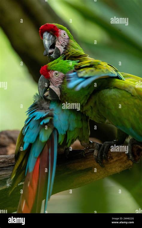 A Green Macaw seen resting in their habitat inside the Xcaret Park Zoo ...