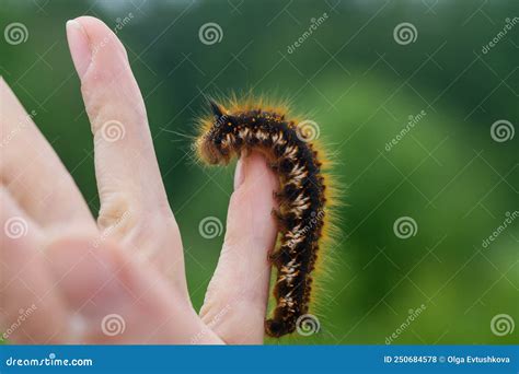 Caterpillar On The Palm Of A Person A Hairy Insect A Large Black