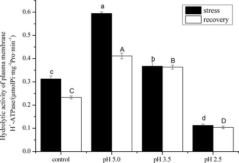 Effects Of Sar On Hydrolytic Activity Of Plasma Membrane H Atpase In