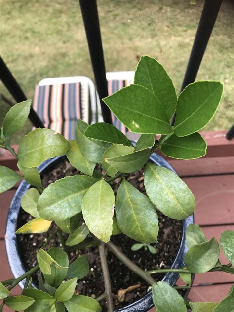 Powdery Mildew On My Meyer Lemon R Backyardorchard