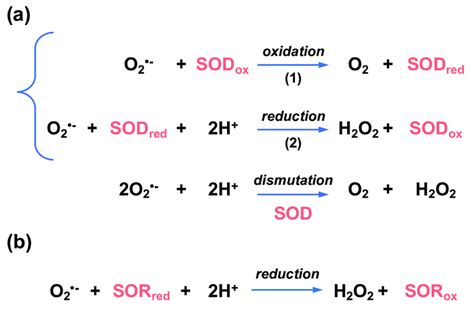 Enzymatic Reactions Leading To Superoxide Detoxification Download Scientific Diagram