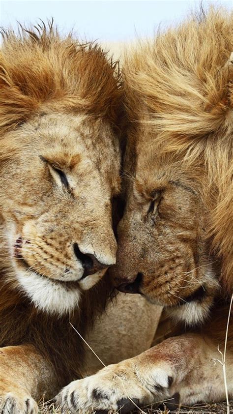 Lion Couple Wallpapers - Top Free Lion Couple Backgrounds - WallpaperAccess