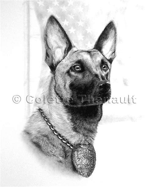 German Shepherd Police Dog Belgian Malinois Drawing Pet Portraits K 9