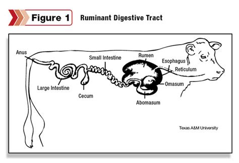 A Cows Digestive System And Processes Ag Proud