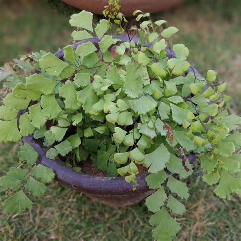 Adiantum Capillus Veneris Black Maidenhair Fern In GardenTags Plant