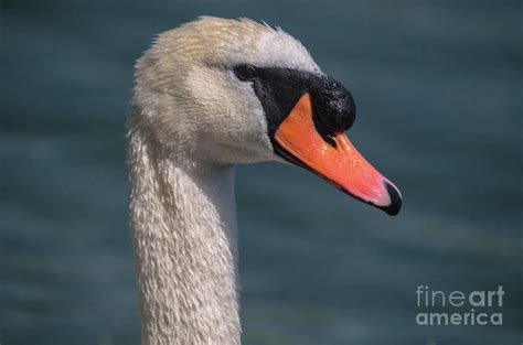 Swan Face Photograph by Michelle Meenawong - Pixels