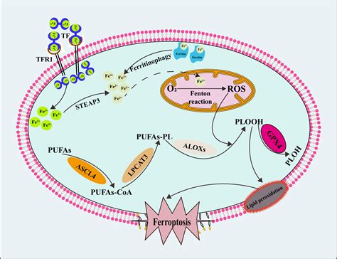 Frontiers Mechanisms And Regulations Of Ferroptosis