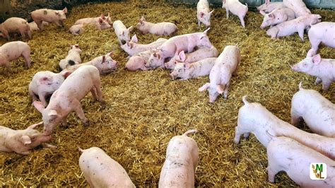 Aldi Stellt Gesamte Wertsch Pfungskette Bei Schweinefrischfleisch Auf