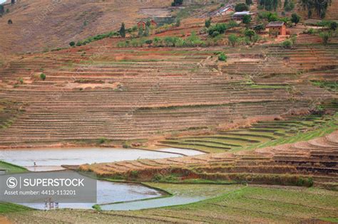 View Of Rice Terraces In Madagascar Superstock