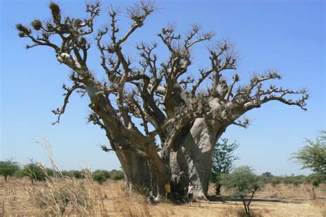 Découverte Du Monde Quelques Arbres Du Sénégal