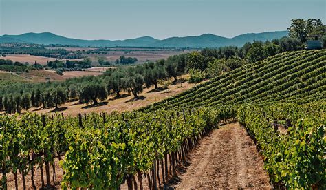 Vendemmia In Toscana Confagricoltura Produzione A Ma Mancano