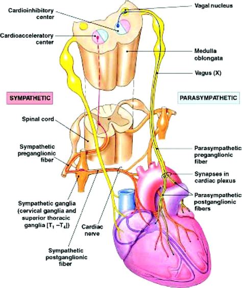 Identify The Structures Labeled A Through O On The Diagrams