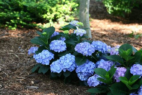 Types Of Hydrangeas For Small Gardens Great Garden Plants